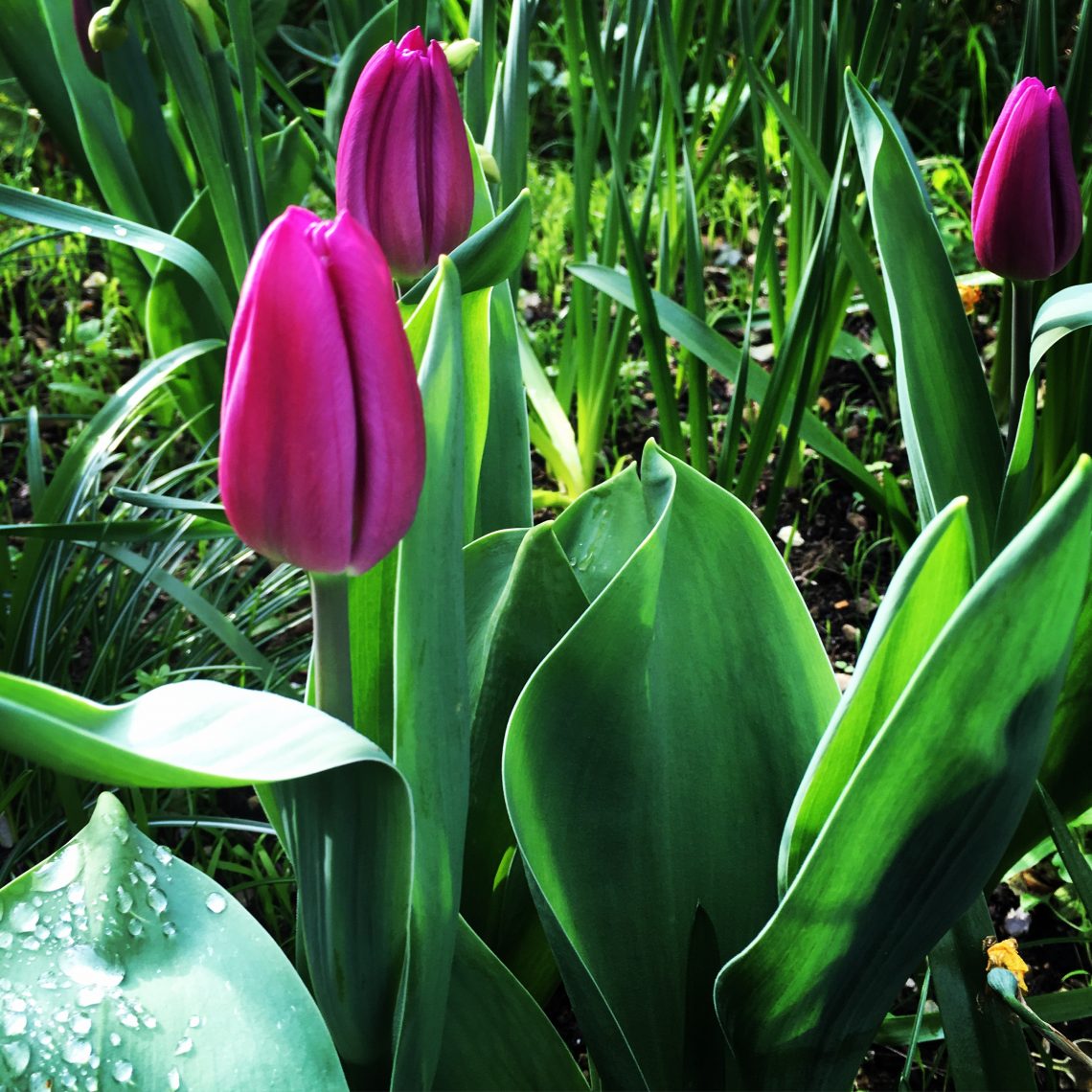 Tulip Images:Clair Bryne