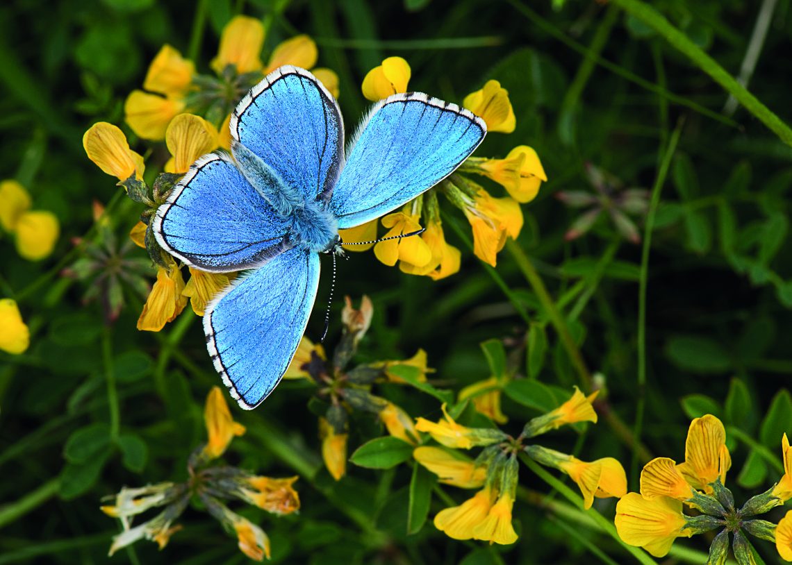 adonis blue butterfly©Nigel Symington Sussex Wildlife Trust